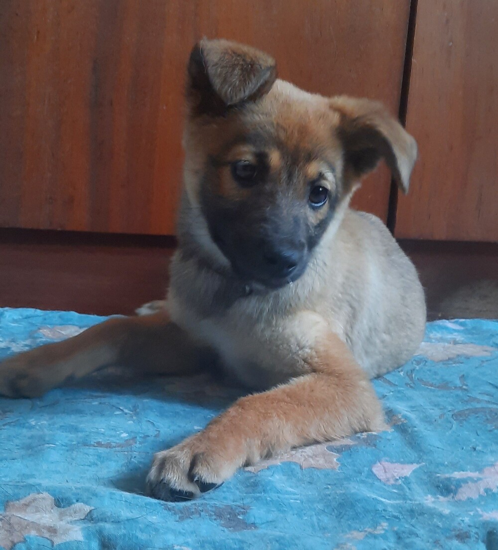 Сима