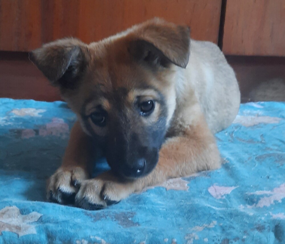 Сима