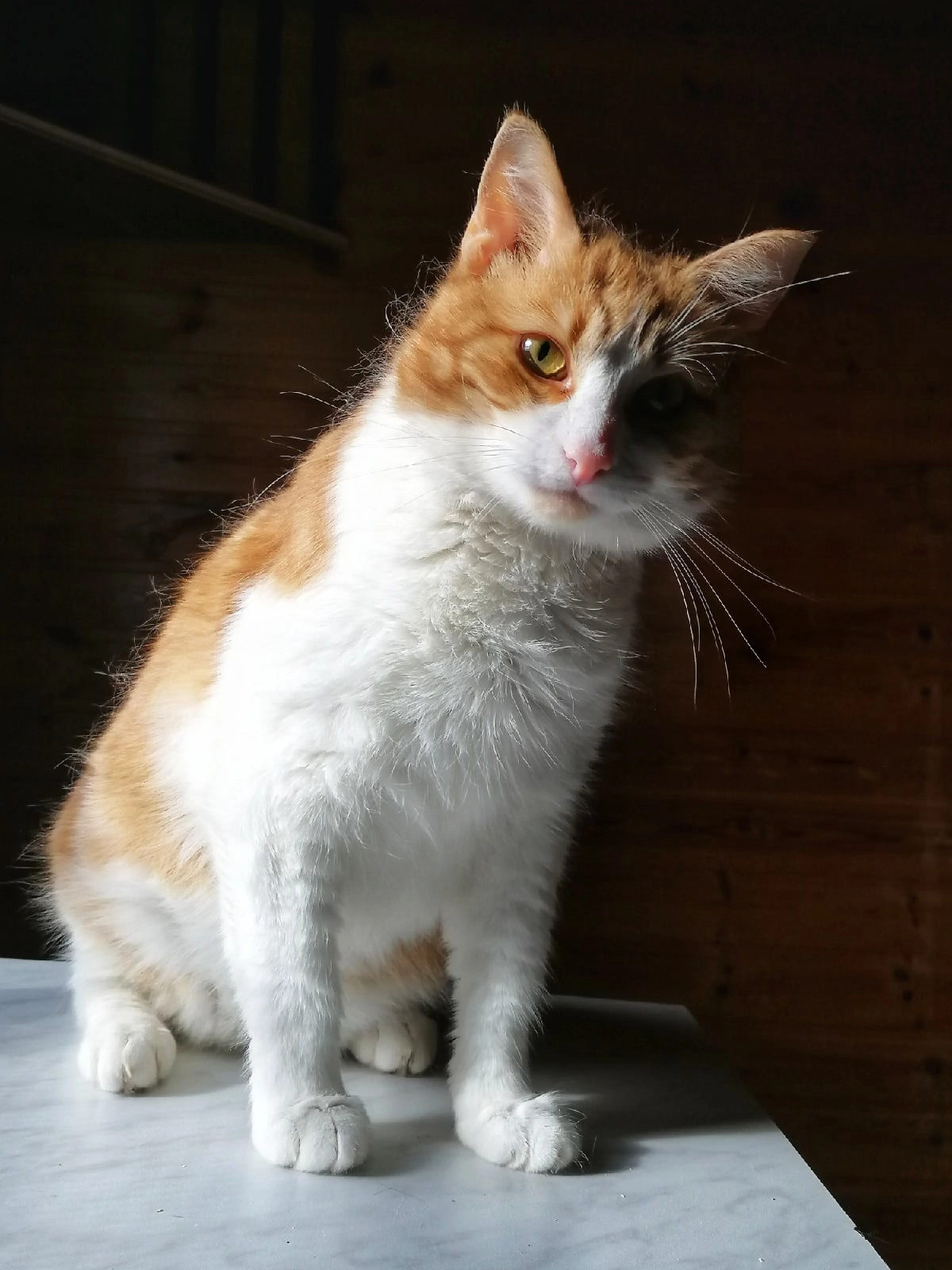 Рудик