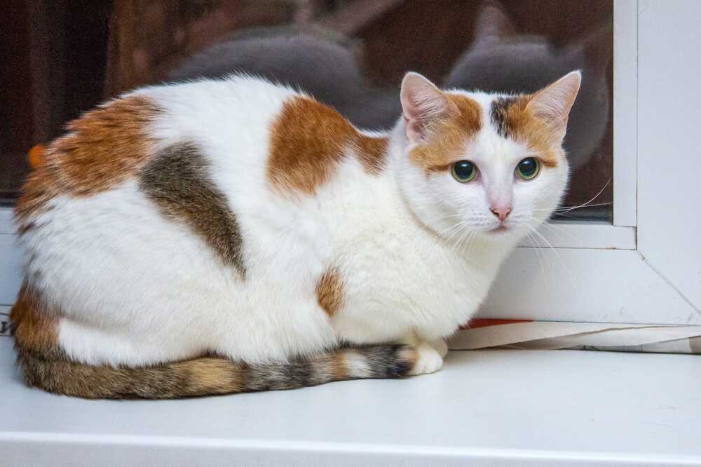 Лиза