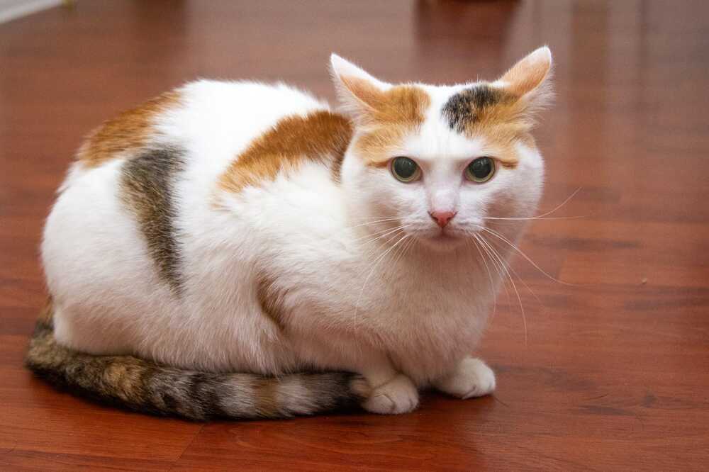 Лиза