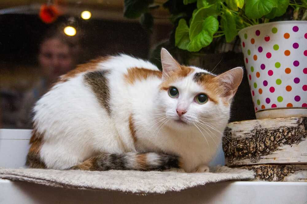 Лиза