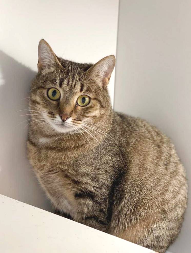 Тина