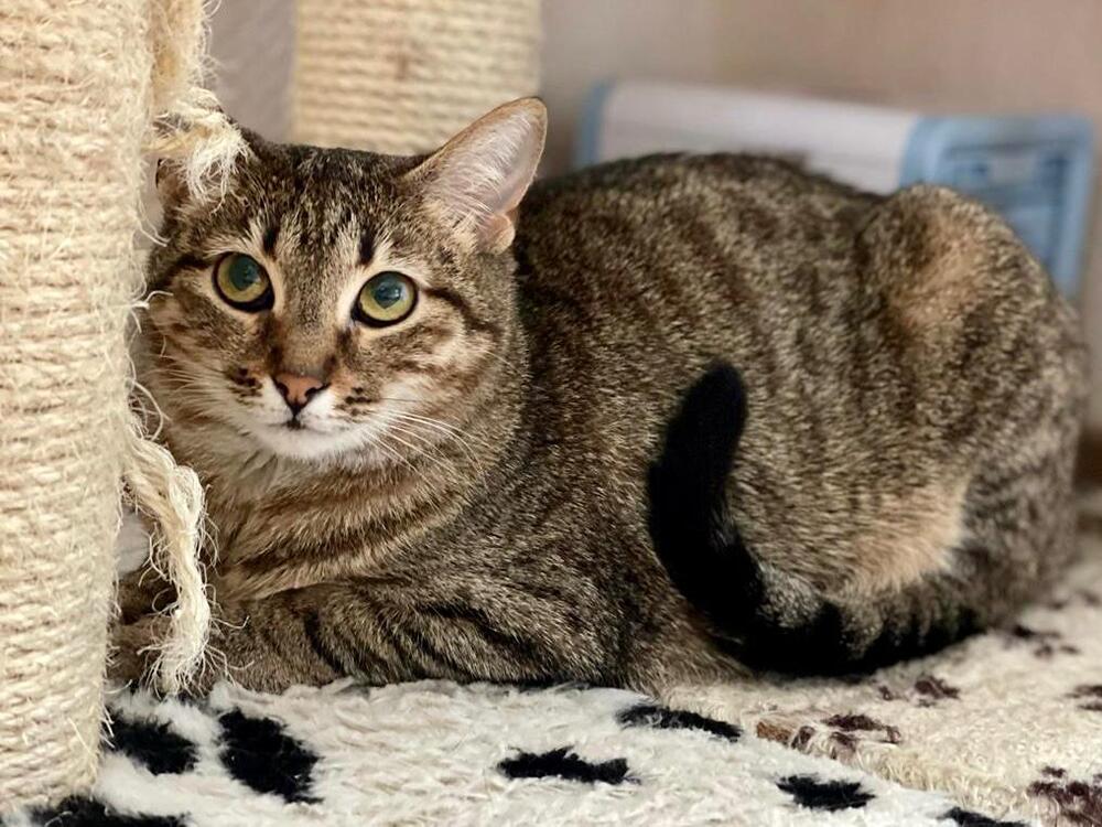 Тина