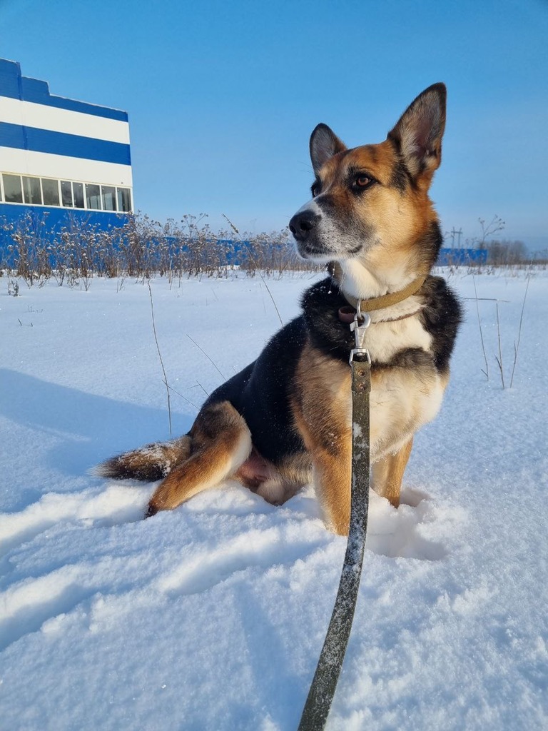 Макс
