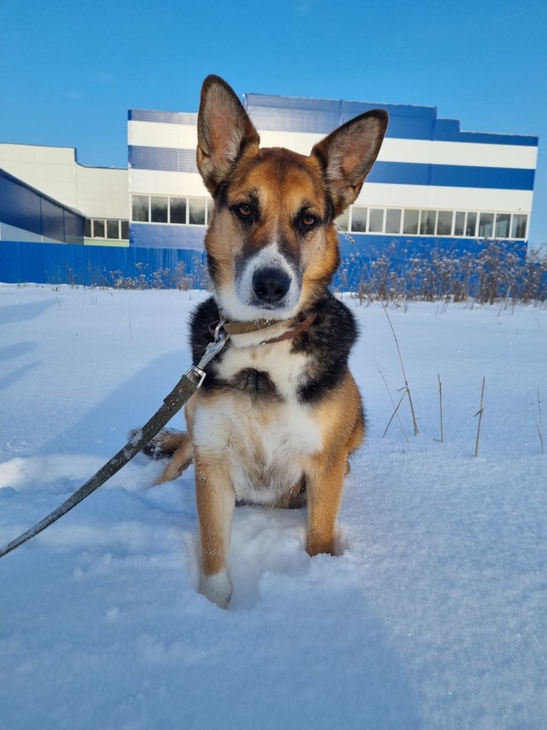 Макс