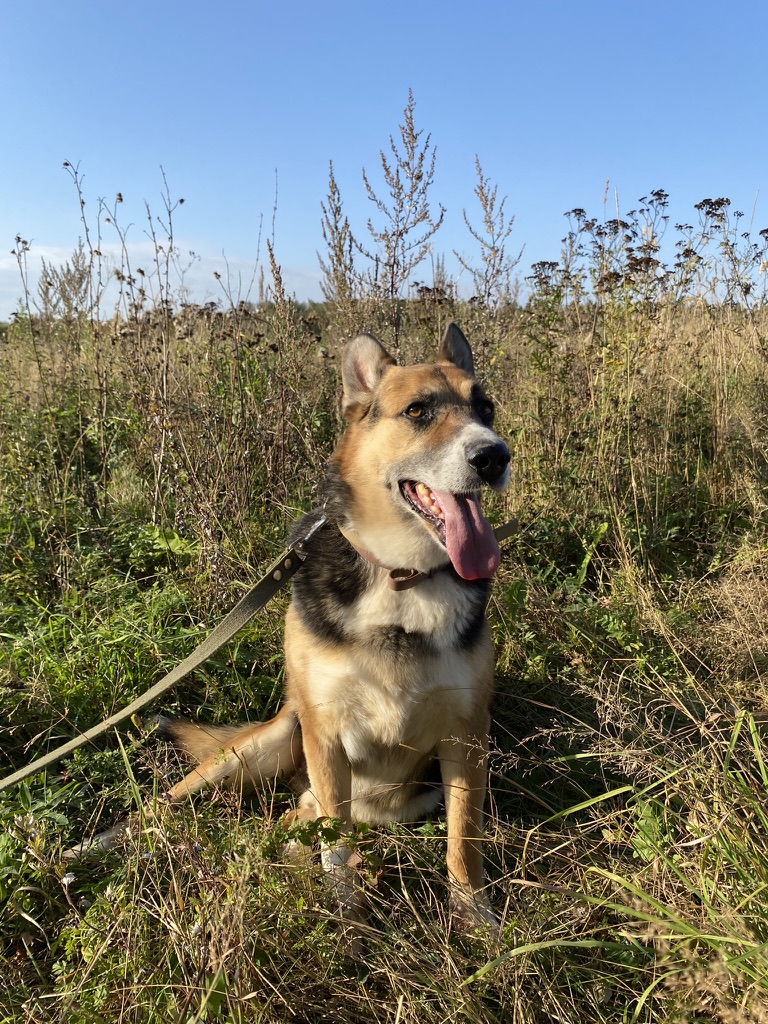 Макс