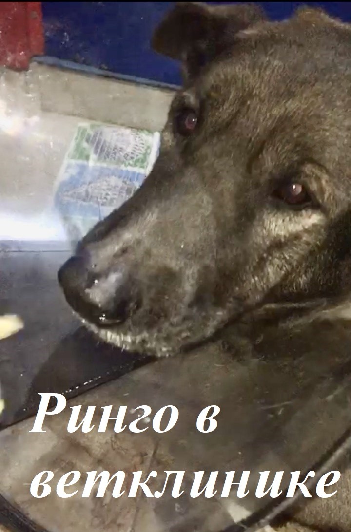 Ринго