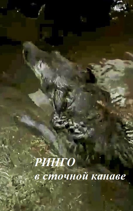 Ринго