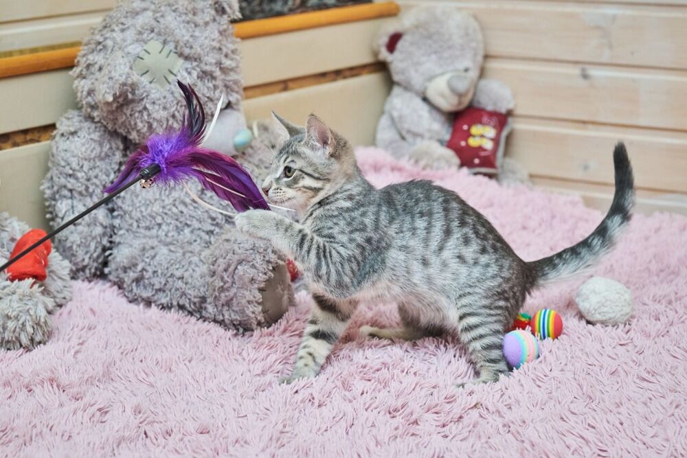 Тополь