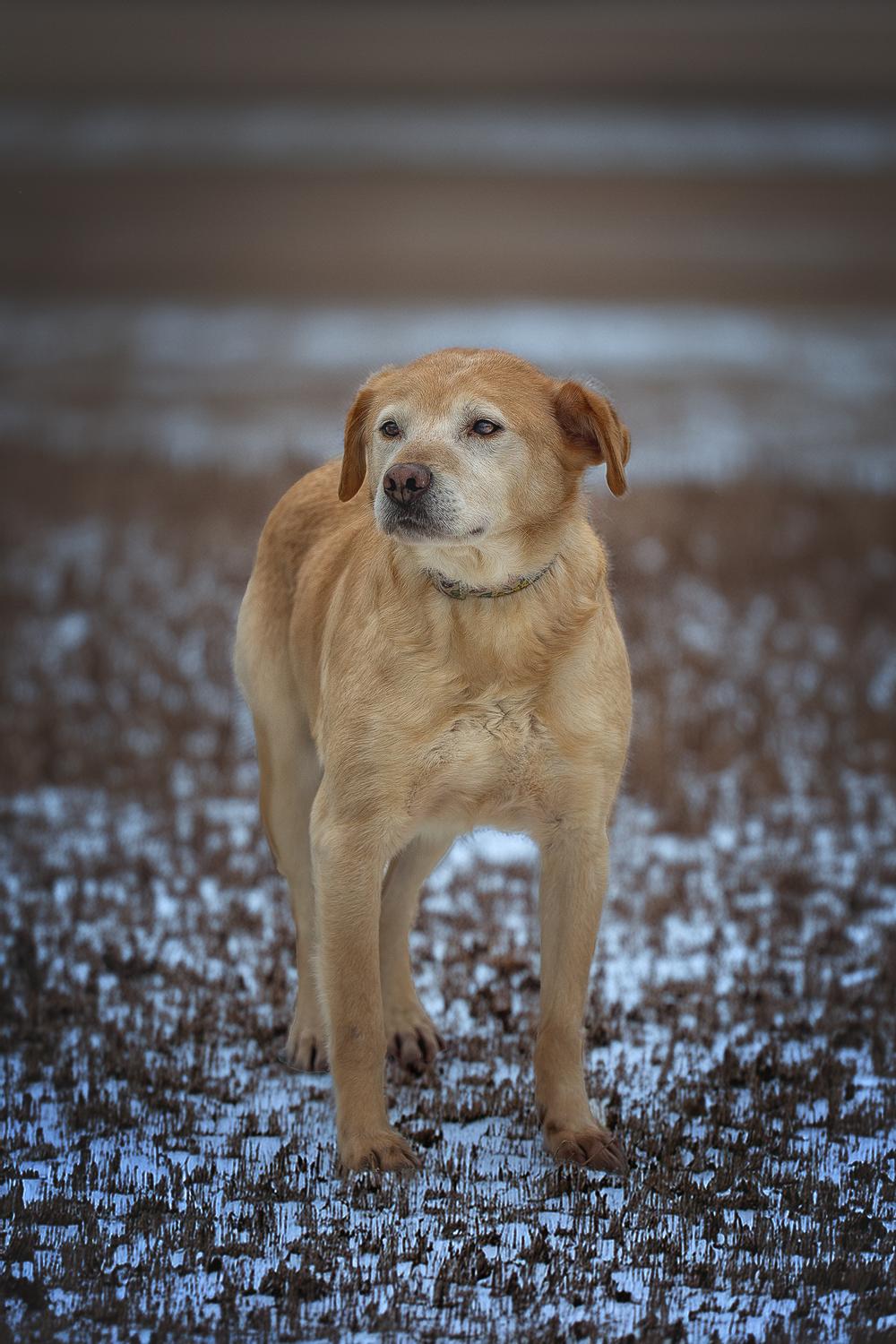 Клоди