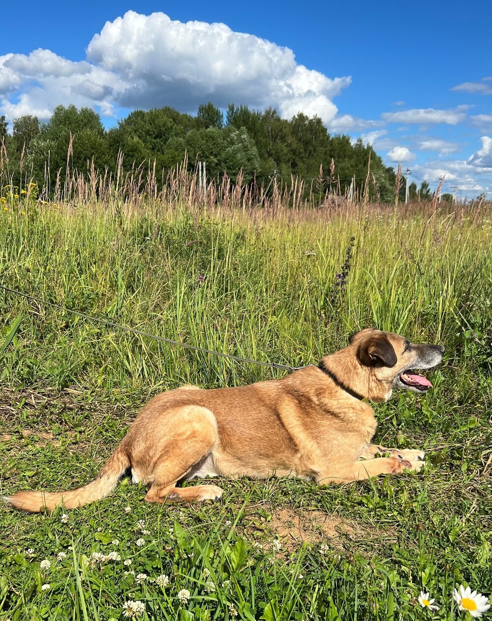 Боб