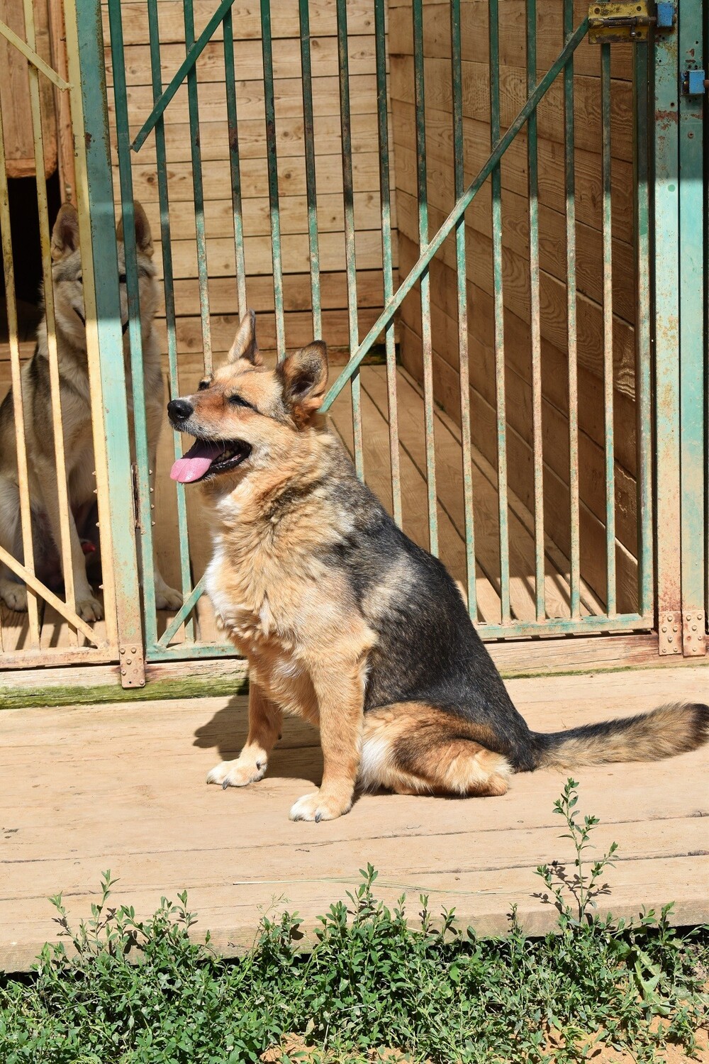 Бурундук
