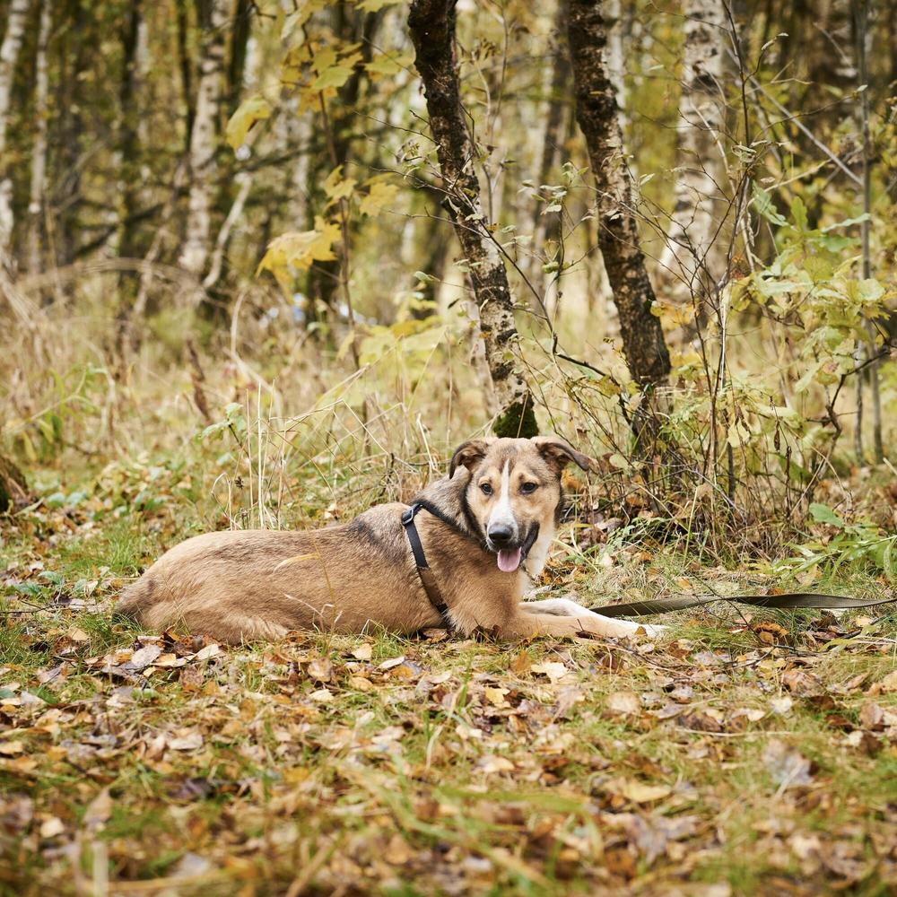 8. Вишня