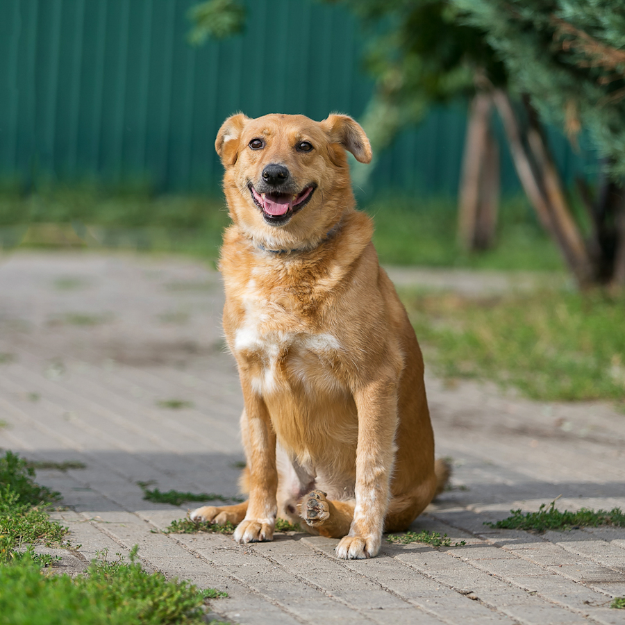 Хромуля