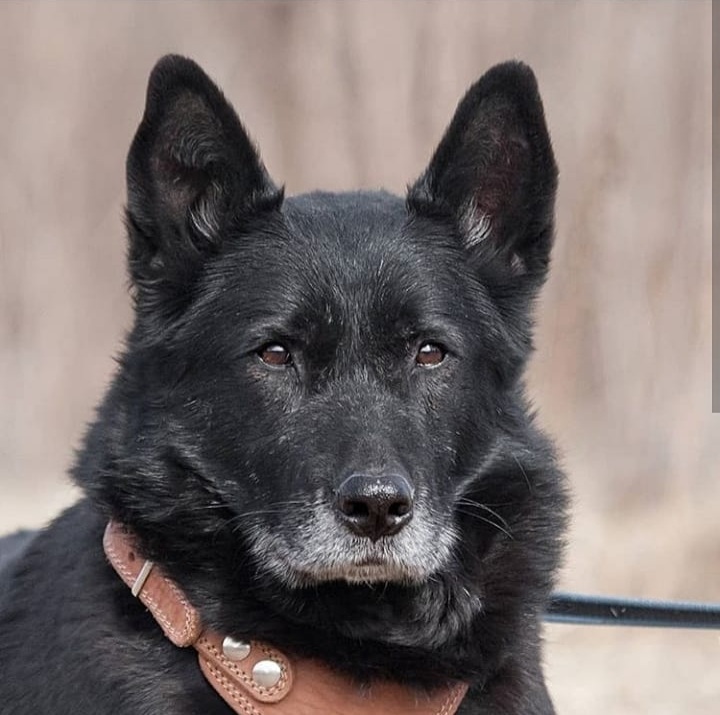 Раджик