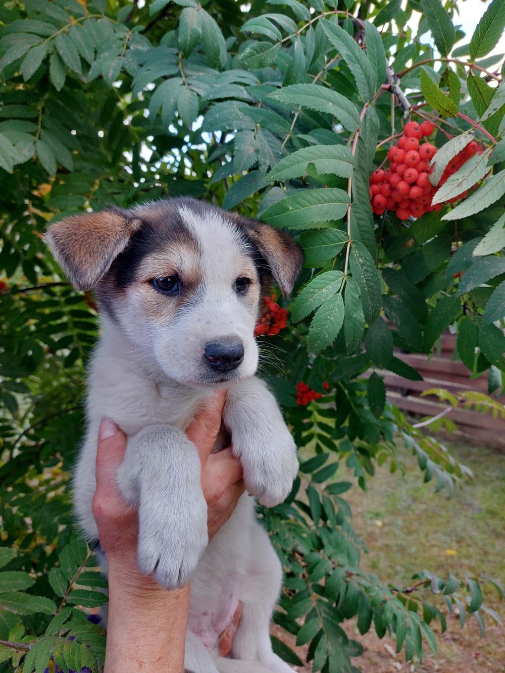 Апельсинка