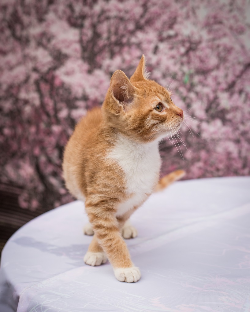 Клайд