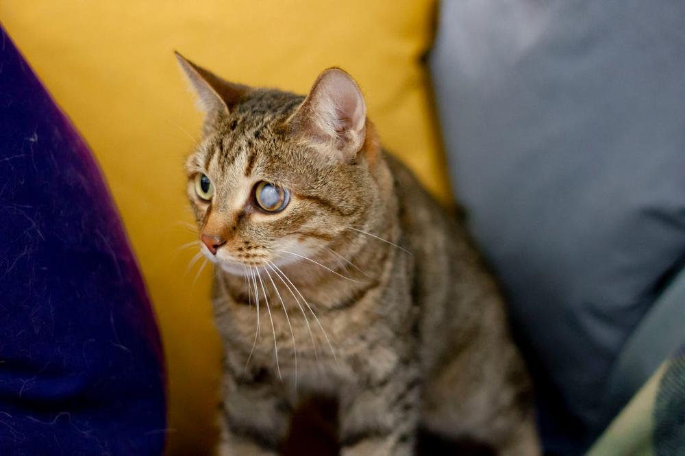 Котя