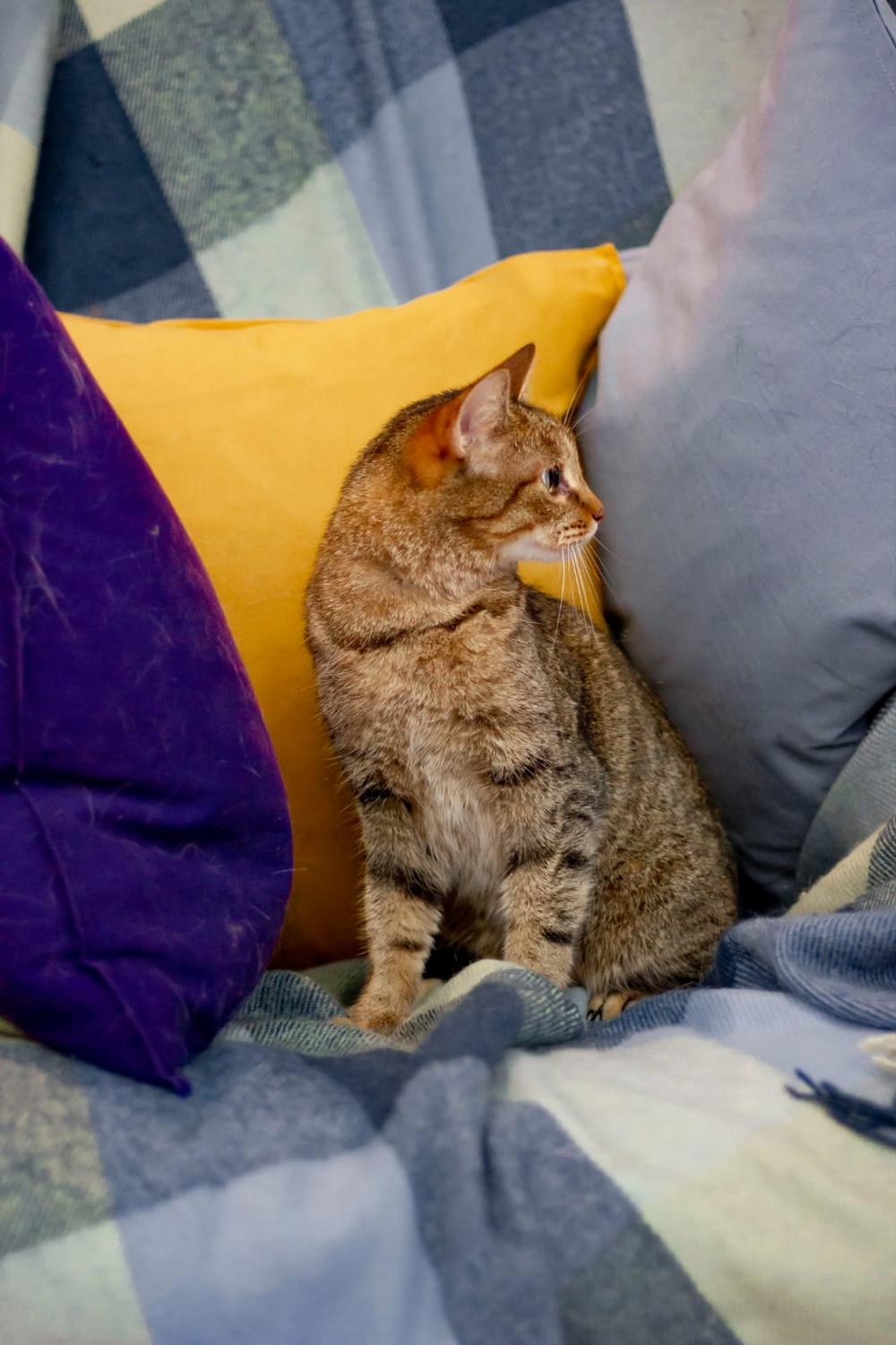 Котя