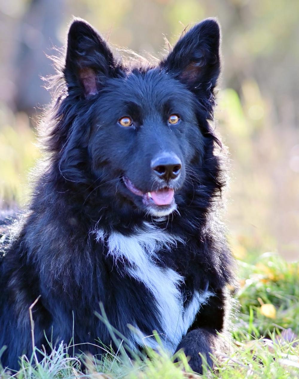 Коржик