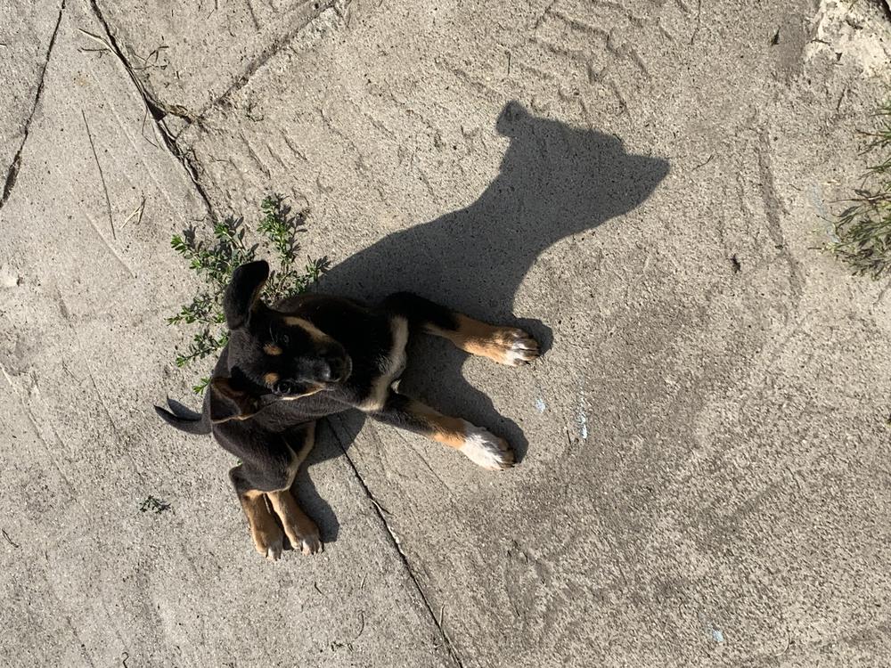 Лило