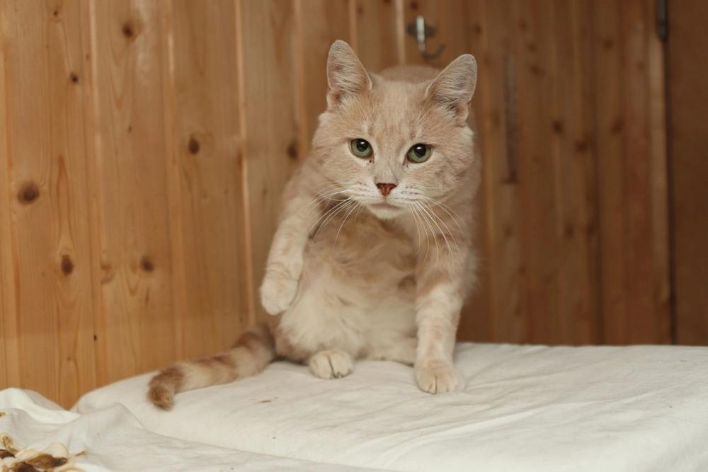 14. Феликс