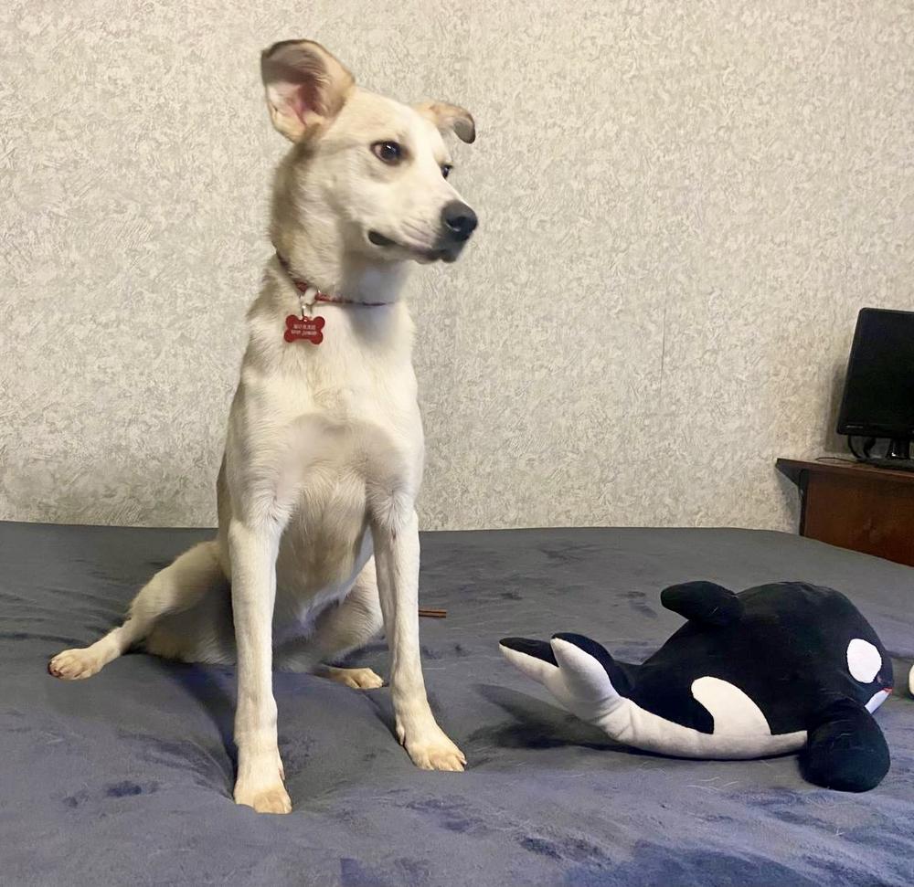 Молли
