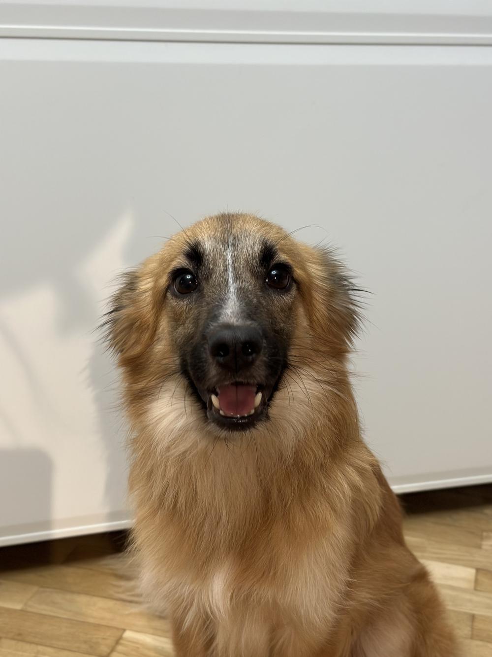 Лаки