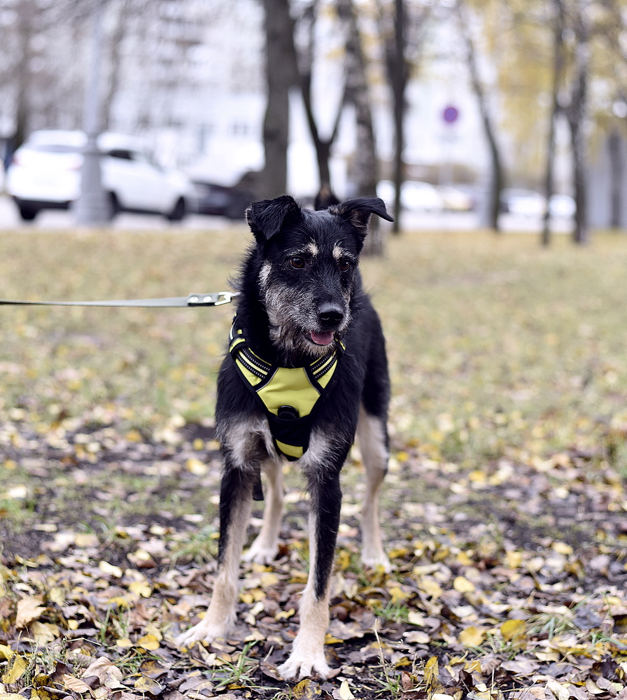 Тим