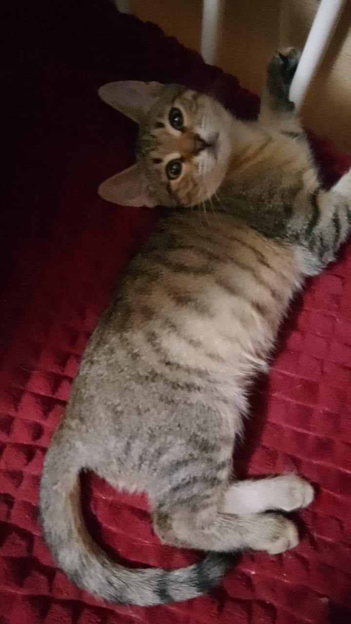Катя