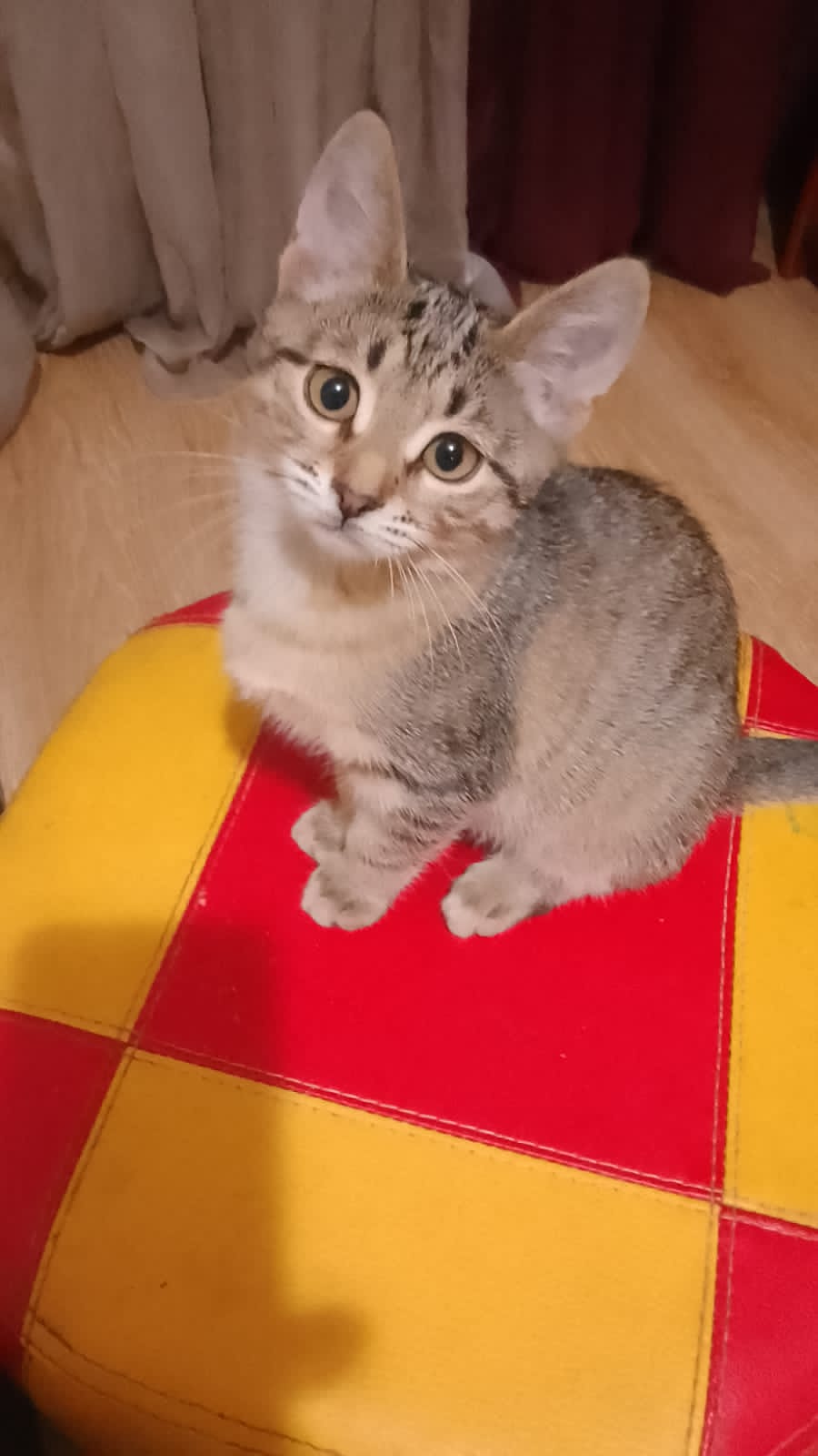 Катя