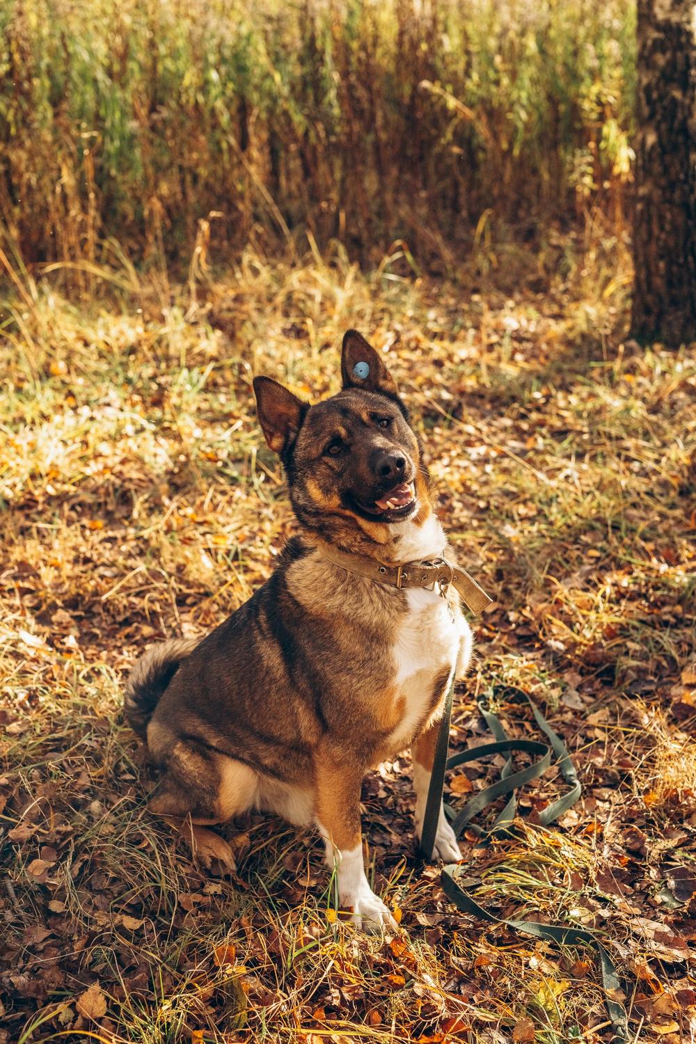 Гоша