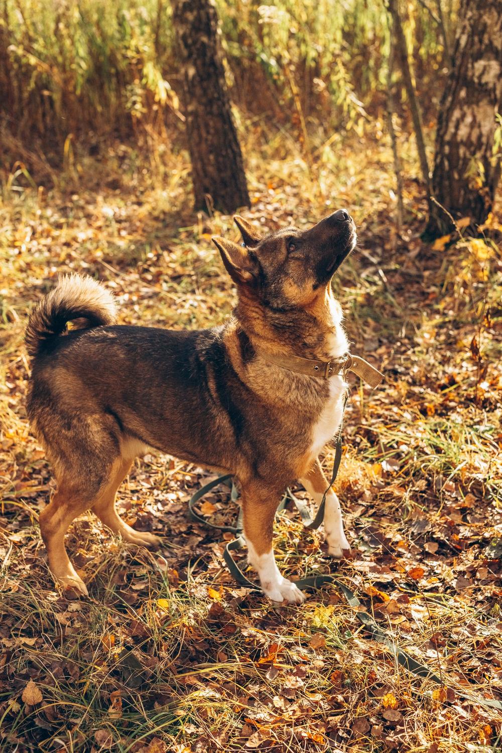 Гоша