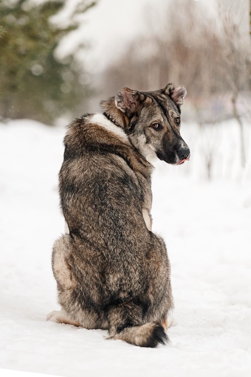 Симба