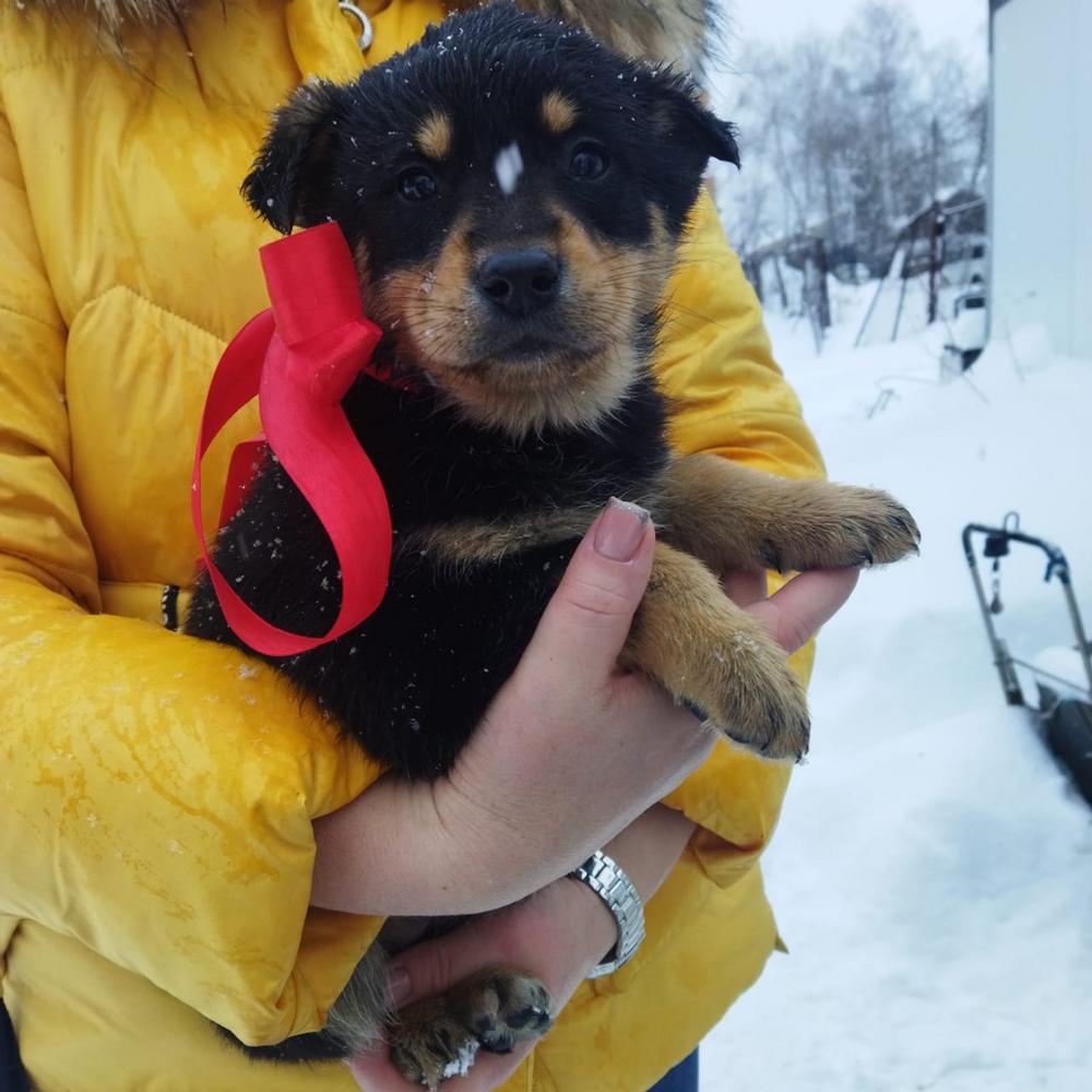 Щенок
