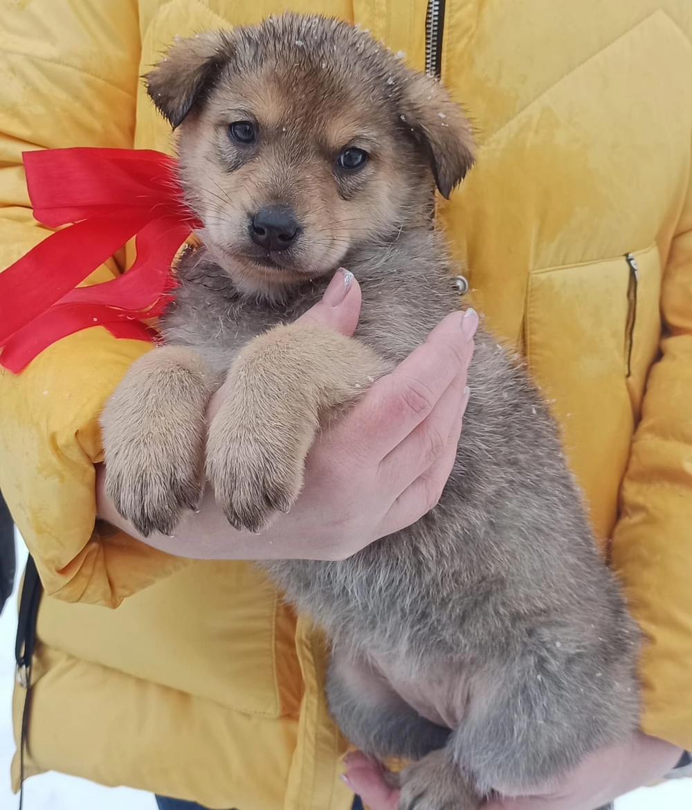 Щенок
