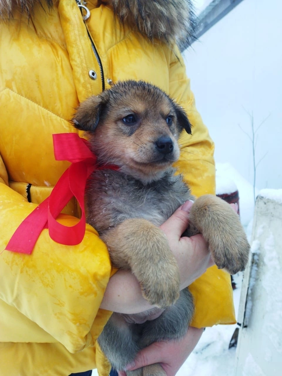 Щенок