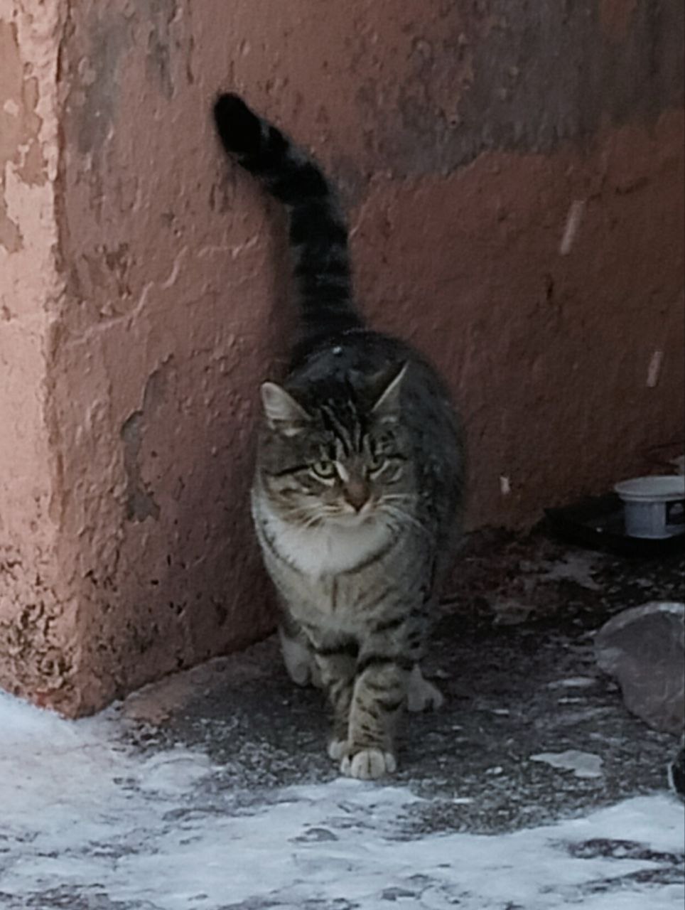 Васька