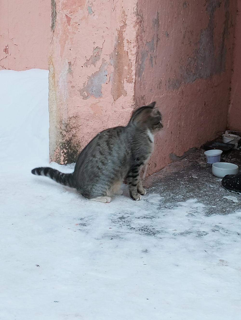 Васька
