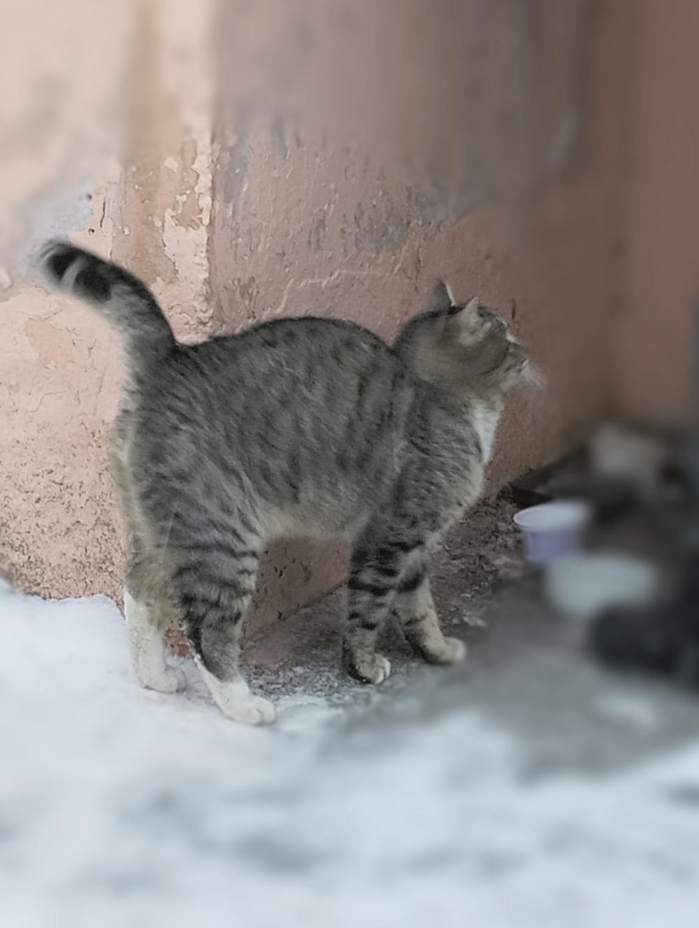 Васька