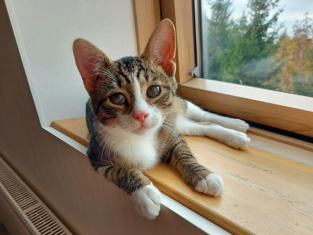Лучик