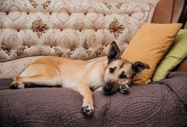 Алиса