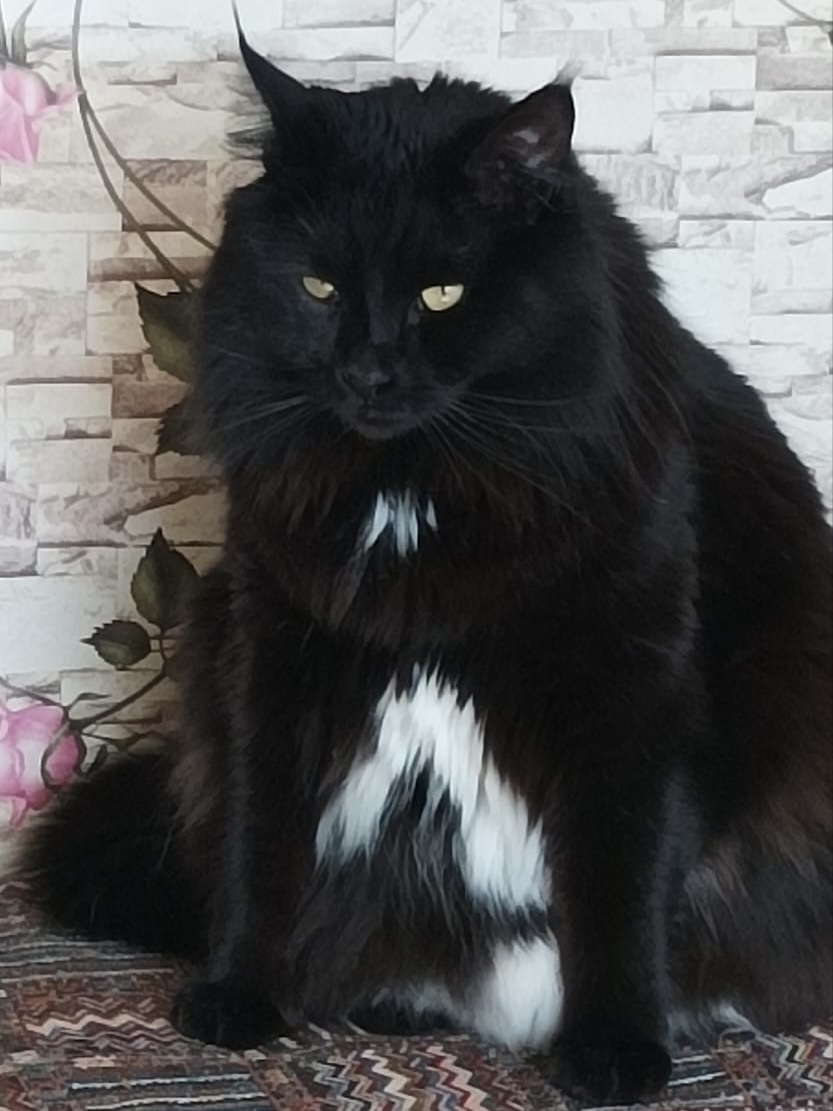 Чижик