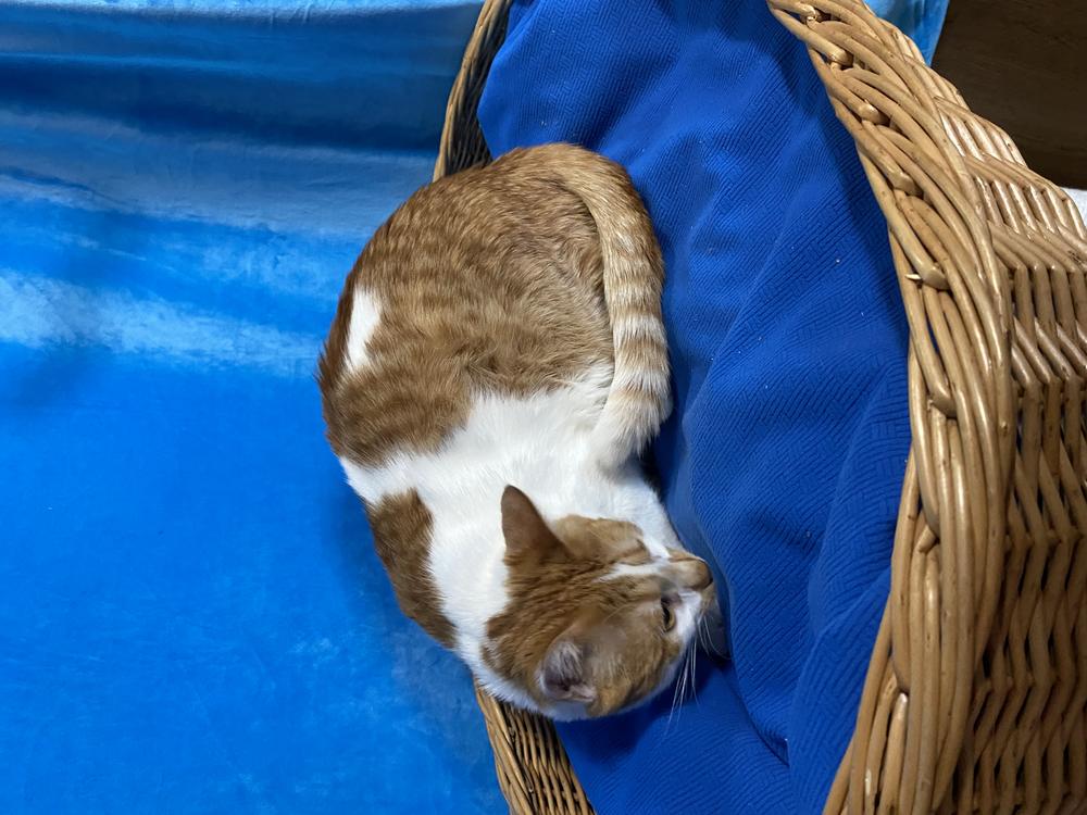 Ассоль