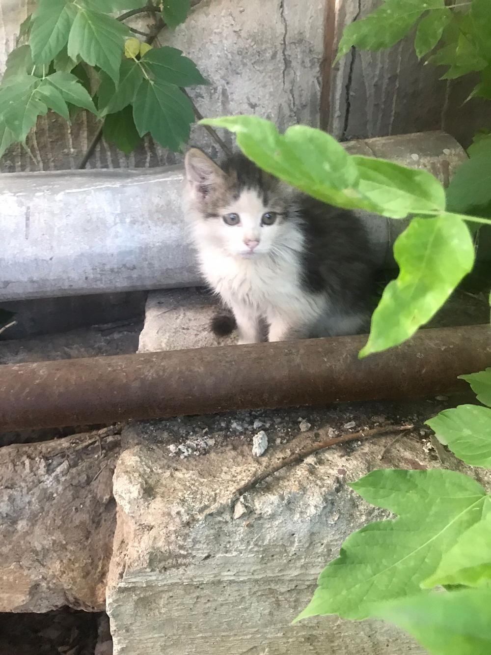 Котенок