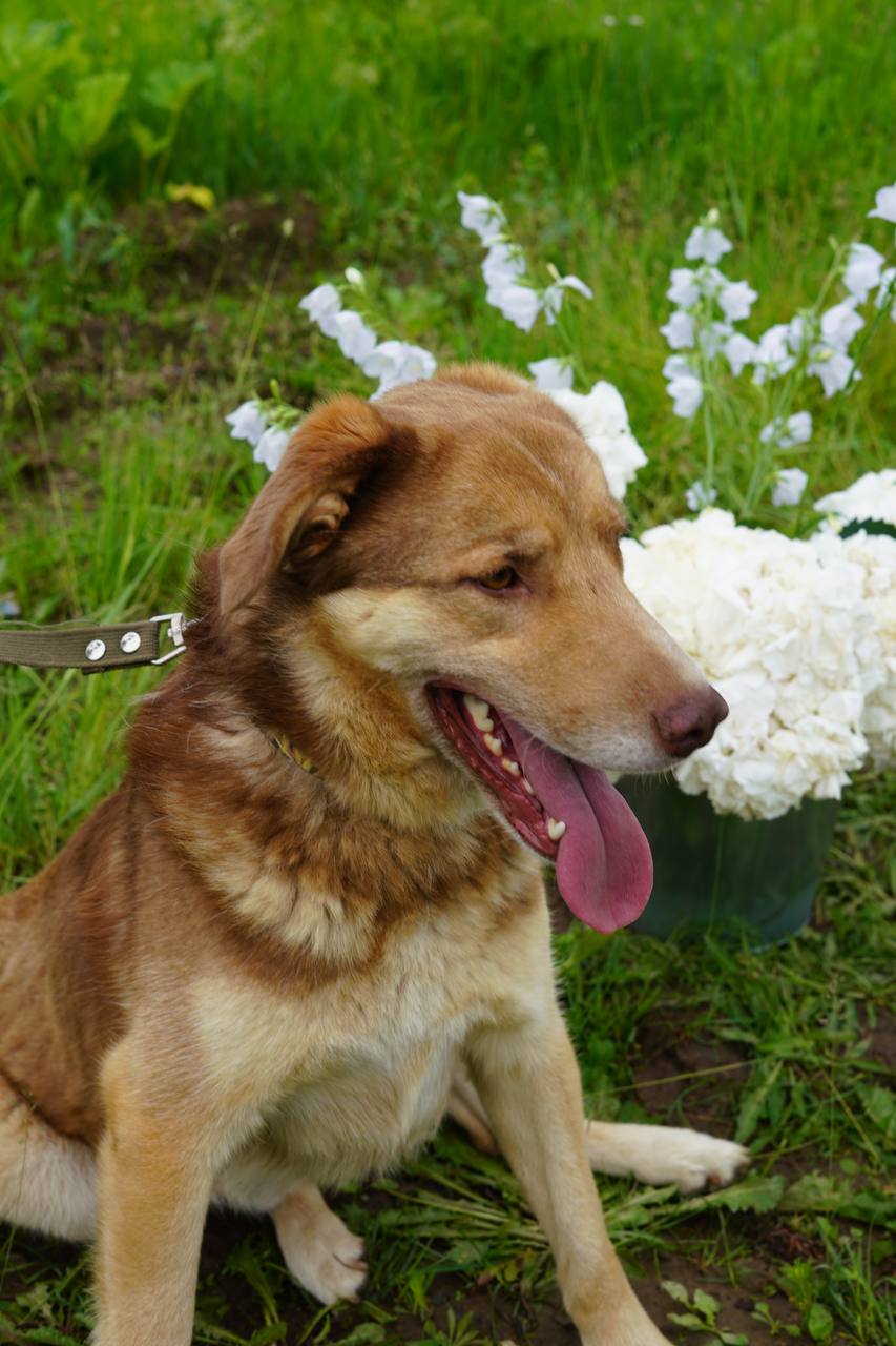 Рыжик