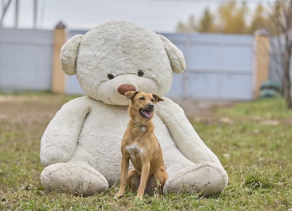 Ася