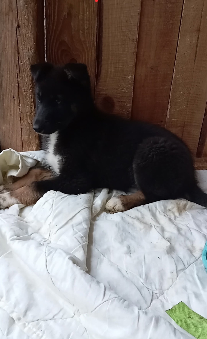Нюта
