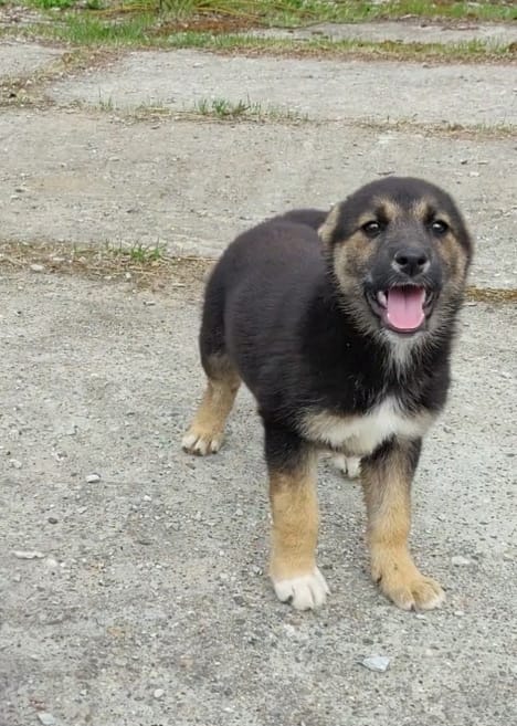 Ника
